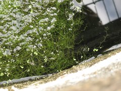 Utricularia
