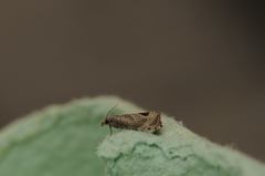 Notocelia uddmanniana