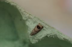 Notocelia uddmanniana