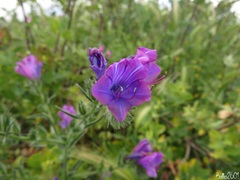 Echium plantagineum
