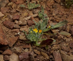 Camissoniopsis hirtella