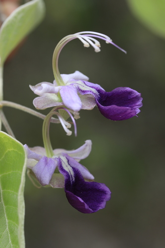 Karomia macrocalyx