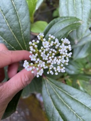 Viburnum davidii