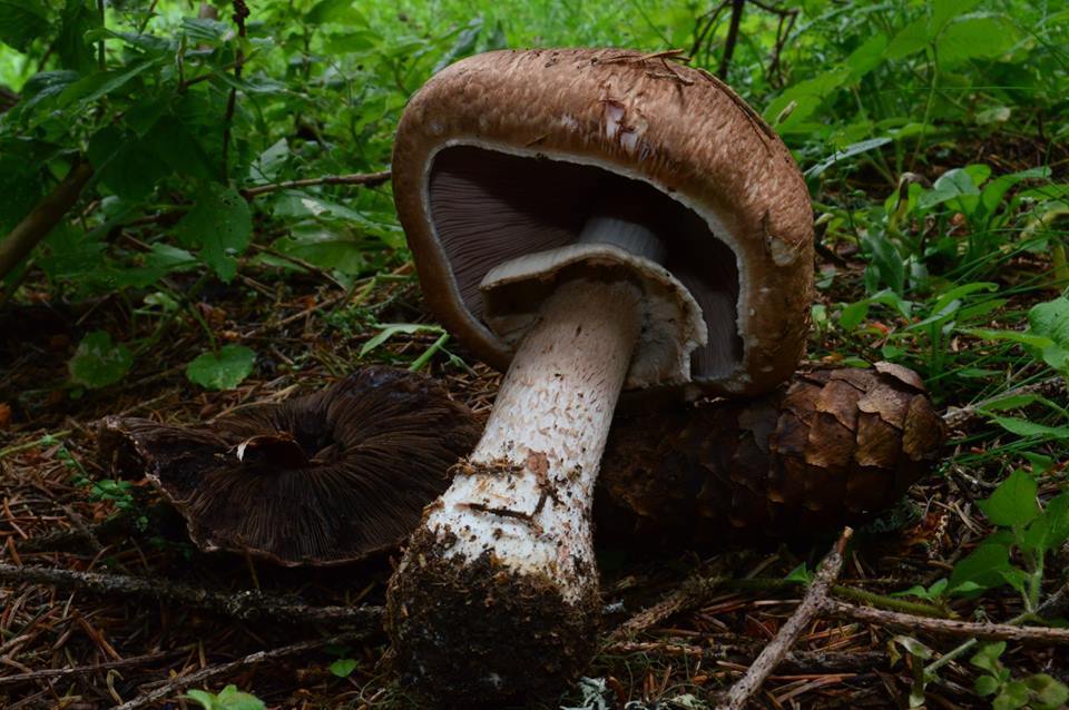 Scaly Wood Mushroom