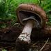 Scaly Wood Mushroom - Photo (c) Marjan Kustera, some rights reserved (CC BY-NC), uploaded by Marjan Kustera