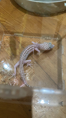 Eublepharidae