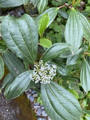 Viburnum davidii
