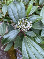 Viburnum davidii