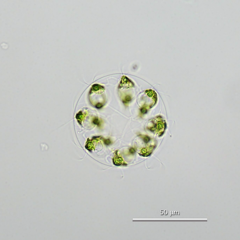 Stephanosphaera pluvialis