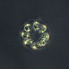 Stephanosphaera pluvialis