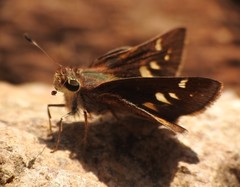 Lon melane vitellina