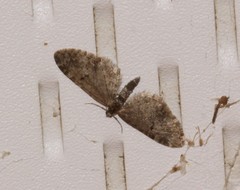 Eupithecia annulata