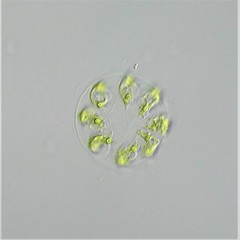 Stephanosphaera pluvialis