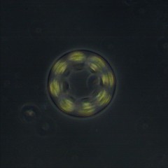Stephanosphaera pluvialis