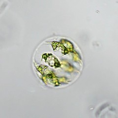 Stephanosphaera pluvialis