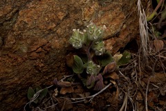 Phacelia phacelioides