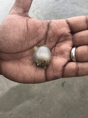 Molgula manhattensis