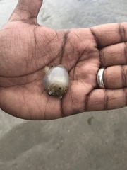 Molgula manhattensis