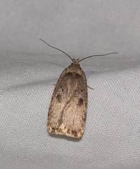 Agonopterix canadensis