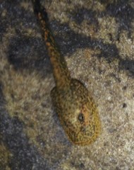 Cederberg Ghost Frog photo 3