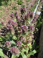 Lamium purpureum