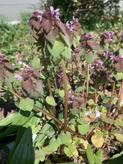 Lamium purpureum