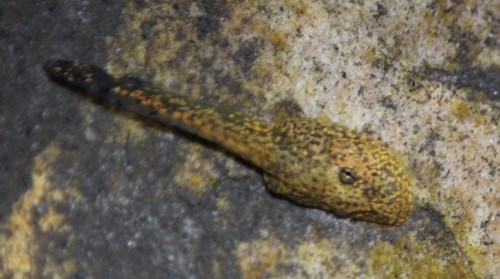 Heleophryne depressa