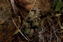 Phacelia phacelioides