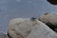 Orthetrum chrysostigma