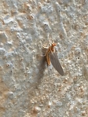 Ephemerella invaria