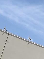 Larus californicus