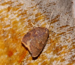 Acleris maccana