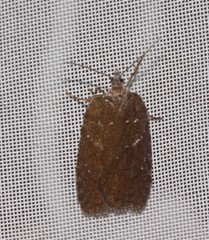 Acleris chalybeana