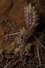 Phacelia phacelioides