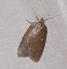 Acleris placidana