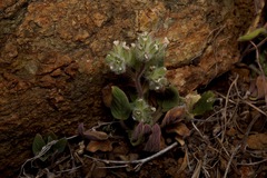 Phacelia phacelioides