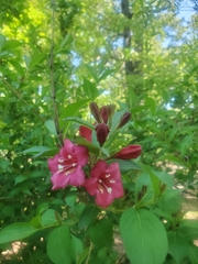 Weigela floribunda