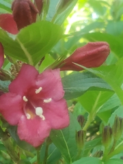 Weigela floribunda