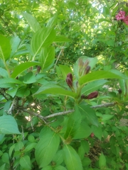 Weigela floribunda