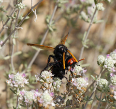 Megascolia bidens
