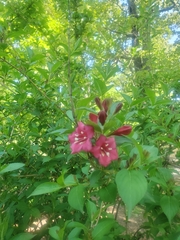 Weigela floribunda