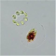 Stephanosphaera pluvialis
