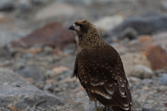 Daptrius albogularis