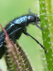 Dasytes caeruleus