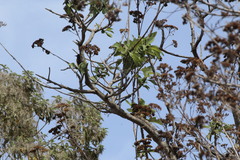 Bocconia arborea