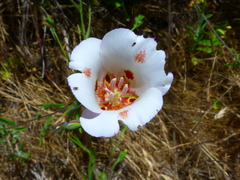 Calochortus venustus