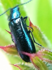 Dasytes caeruleus