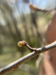 Neuroterus vesicula
