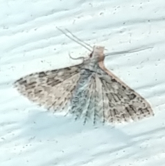 Alucita montana