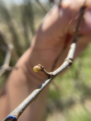 Neuroterus vesicula